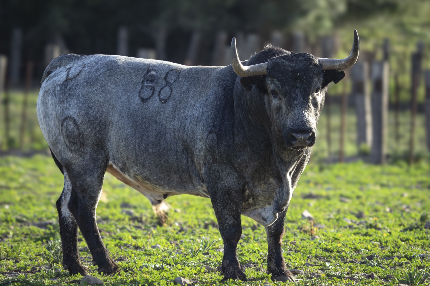 En imágenes, la corrida de toros de Ana Romero para San Jorge 2024